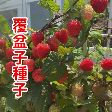 現貨現發【覆盆子種子】四季覆盆子野生樹莓  野生莓  營養豐富 酸甜可口 庭院陽臺盤栽野生果種子 當年結果 新手推薦