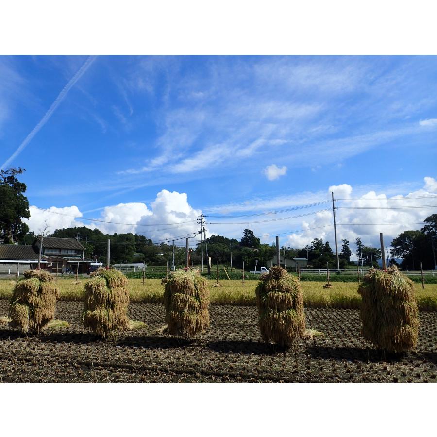 令和4年産 宮城県産 ひとめぼれ 30kg（玄米 10kg × 3袋） 宮城県 登米産 一等米 米 30kg 健康食 未調整玄米 ＊沖縄県送料3000円