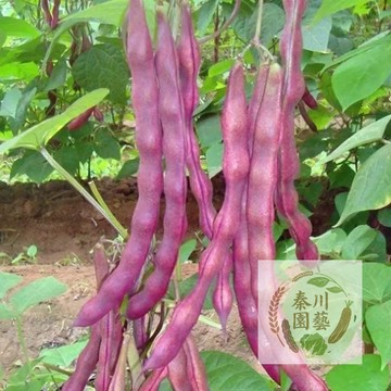 【春秋兩收】紫架豆種子｜紫色浪漫 營養加倍｜爬藤快收 陽台變菜園｜台灣氣候專屬品種｜附簡易搭架攻略｜現貨