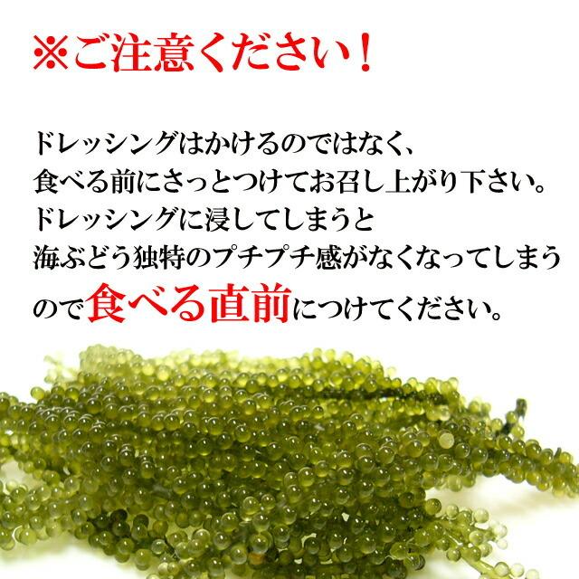 海ぶどう 沖縄産 100g 天皇杯受賞(クビレヅタ：海水入り海ブドウ) うみぶどう 専用タレ付  送料無料