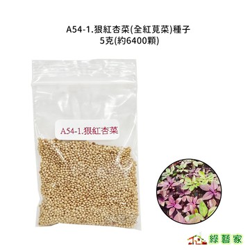 A54-1.狠紅杏菜(全紅莧菜)種子5克(約6400顆)生長勢佳。莖部與葉部皆為紅色。富含花青素 葉菜類種子【綠藝家】