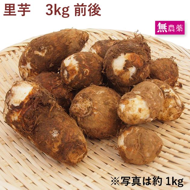 里芋 3kg前後 無農薬栽培 送料込