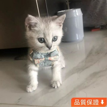 💥台灣出貨💥貓牽引繩小貓遛貓繩迷你超小防掙脫貓狗鏈子溜犬幼貓背帶 RTWU