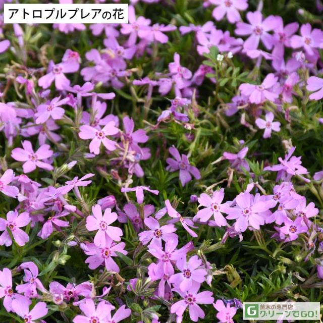 芝桜 苗 3号ポット苗セット