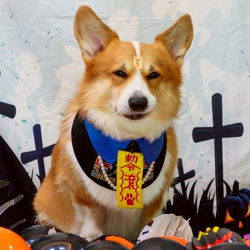 【Momoji】寵物節日圍兜 - Vampire 殭屍先生 (01- 烏黑)