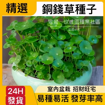 24H-發貨【銅錢草種子】（250粒）金錢草種子 魚缸造景 淨化空氣 水草種子 水耕土耕 植物種子  招財旺宅 易養易