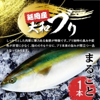 事前受付　10月より発送開始　まるごと一本！ 大和ブリ 内臓処理済み　B517