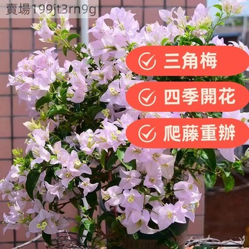🐸【36款重辦九重葛種子】四季勤開花三角梅種子多色耐寒耐熱盆栽地栽爆花爬藤觀賞風景花卉網紅造景樹多年生花期長