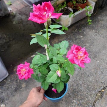 P老闆園藝~蜜妮 玫瑰花 3吋盆 5吋盆