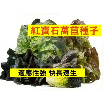 🌱【現貨-隔日到店】 紅寶石萵苣種子SC-12 新手短期收成 全年可栽培葉菜類種子 生菜 大陸妹菜 高產 盆栽蔬菜種子
