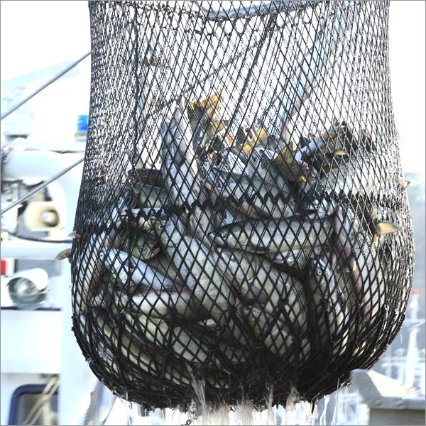 北海道産 いくら いくら醤油漬け 500g 魚卵 イクラ醤油漬け ご飯のお供 お歳暮 ギフト 贈り物 お祝 お礼 北海道 グルメ 送料無料 お取り寄せ