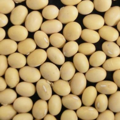 輸入大豆　カナダ産大豆　NON-GMO（遺伝子組み換えではない） 30kg 用途：みそ・豆腐ほか 