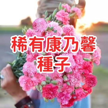 【稀有康乃馨種子】香石竹 台灣現貨 母親節花卉 盆栽庭院陽台 四季開花 易種植 精選種源 高發芽率 好照顧  多年生