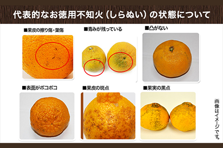 完熟 不知火(デコ) 約10kg S～2L 家庭用 サイズ混合 横川果樹園 《3月中旬-4月末頃より順次出荷》 和歌山県 日高川町 不知火 みかん 果物 柑橘 フルーツ 送料無料---wshg_ykkd_bc3_22_18000_10kg---