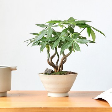 日式粗陶缽｜斑啾植選｜底部有洞｜禪風｜侘寂風｜大口徑｜山烏龜｜多肉｜多肉盆｜塊根｜觀葉植物｜陶瓷磨砂｜花器｜花盆