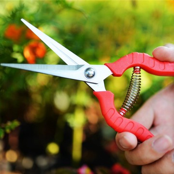 葡萄修枝剪刀不銹鋼采果剪果樹剪桔子摘果剪柑橘枝剪芽剪果園花剪