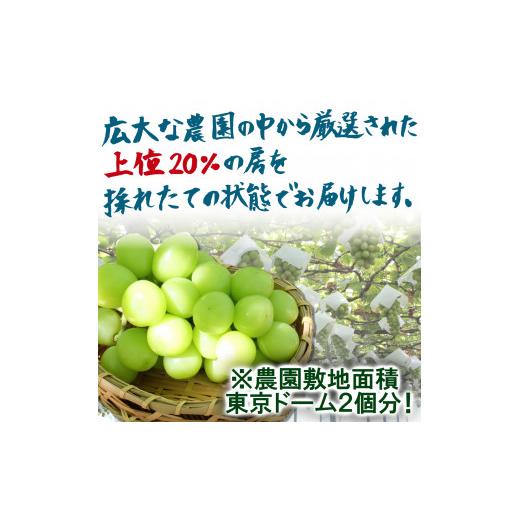 ふるさと納税 山梨県 大月市 山梨県産シャインマスカット　2房　1kg以上　※2024年9月から発送