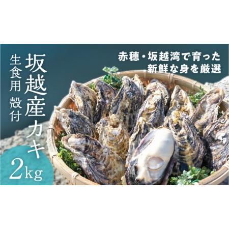 ふるさと納税 メディアでも話題の生食用カキ！赤穂・坂越湾で育った新鮮な身を厳選(坂越産カキ 生食用 殻付2kg)[ 牡蠣 冬牡蠣 兵庫県赤穂市