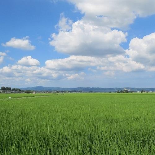 新米!!5年産黄門米こしひかり白米10kg　茨城県　県北　常陸太田　コシヒカリ