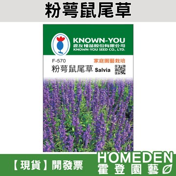 【隔日到貨】粉萼鼠尾草 F-570 花卉種子 農友牌 小包裝種子 約80粒/包【HOMEDEN霍登園藝】