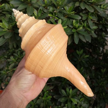 天然大海螺貝殼澳洲香螺長香螺號角螺 佛教密宗收藏擺件供奉法器