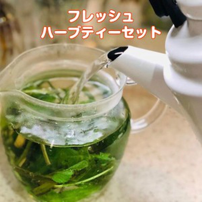 ハーブ 食用 生 ハーブティー 3パックセット レシピ付 フレッシュハーブ レモンティー 野菜 サラダ 生 業務用 使い方 ギフト スパイス H 通販 Lineポイント最大1 0 Get Lineショッピング