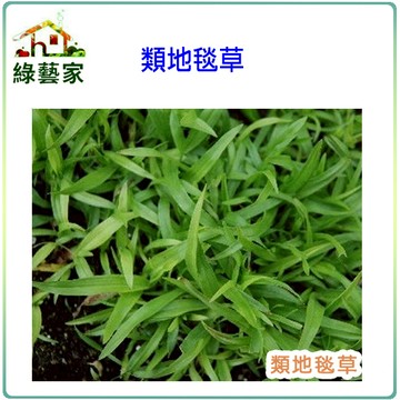 M03.類地毯草種子5000顆(約3公克)(有藥劑處理)(草皮種子)草皮種子【綠藝家】
