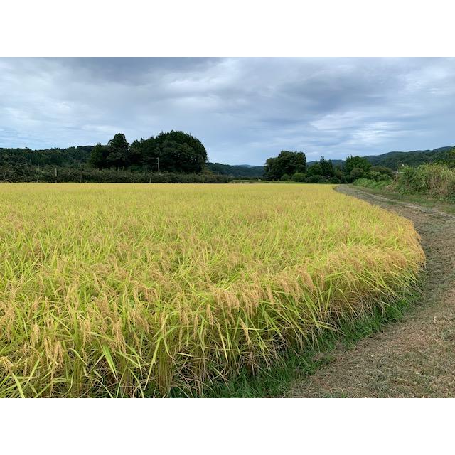 新米　令和5年　新潟県　佐渡産コシヒカリ（従来品種）　玄米10kg　　農家直送