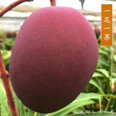 ふるさと納税 糸満市 多数の受賞歴!!山城マンゴー屋の沖縄県産マンゴー1.5kg