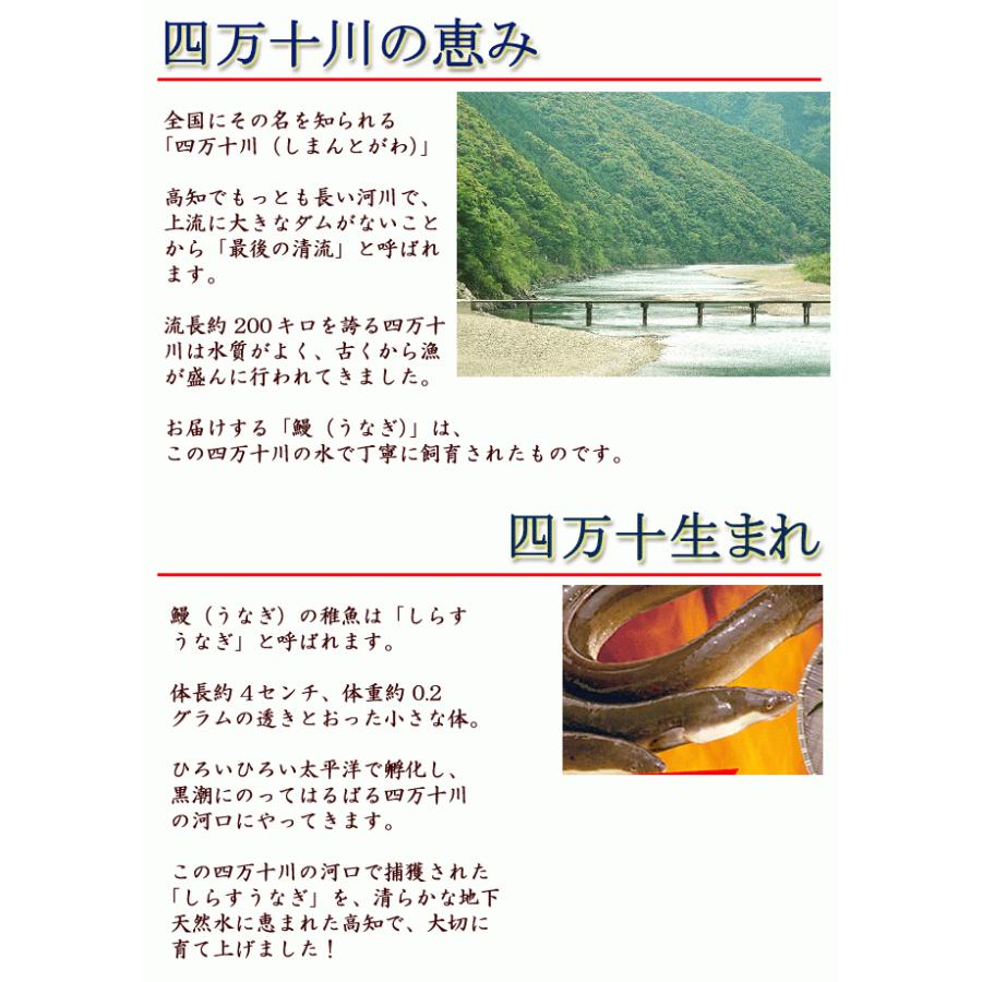 あす着く ギフト うなぎ 蒲焼き 国産 四万十うなぎ（株） 約150g×2尾 送料無料 大サイズ 高知産 うなぎ ウナギ 鰻 蒲焼き 国産 土用丑の日 お歳暮 お中元