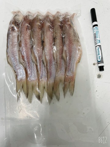 現撈乾煎好吃野生午仔魚 六尾一包 台灣樂天市場 Line購物