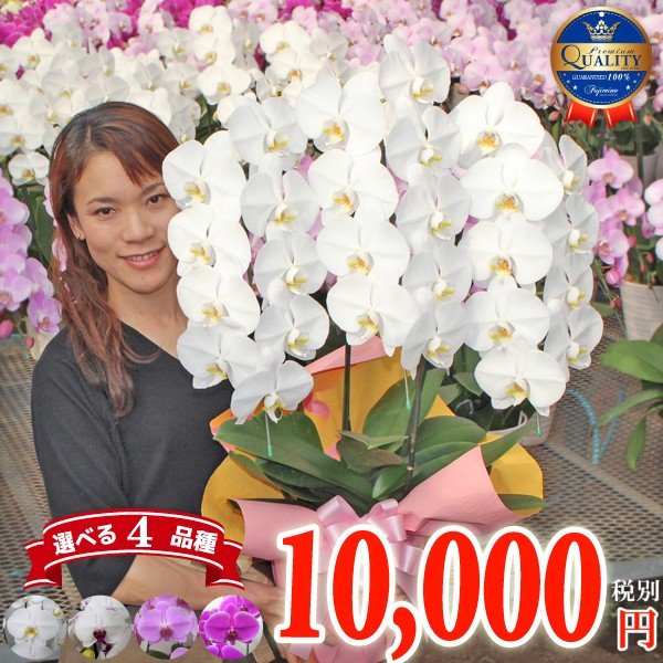 倍！倍！ストア対象店舗】胡蝶蘭 お祝い お供え 3本立ち10000円 選べる5色 お祝い お供え 花ギフト お誕生日 開店祝 開業祝 新築祝 通販  LINEポイント最大0.5%GET | LINEショッピング