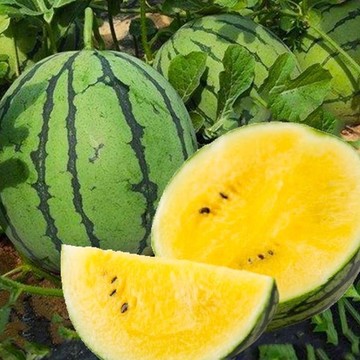🍉【特小鳳西瓜種子】高產黃心西瓜種籽 金鳳凰超甜小西瓜春季水果可盆栽  肉質中嫩，甜度中等 四季播四季農家庭院陽台盆栽種