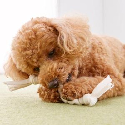 Appy Dog オーガニックコットン 手作りデンタル ロープ 手作りキッド S 犬用おもちゃ 通販 Lineポイント最大1 0 Get Lineショッピング