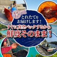 高知県産 冷凍伊勢海老（約400ｇ～650ｇ） 楽ちんハーフカット 海鮮BBQ アウトドア 甲殻類 エビ