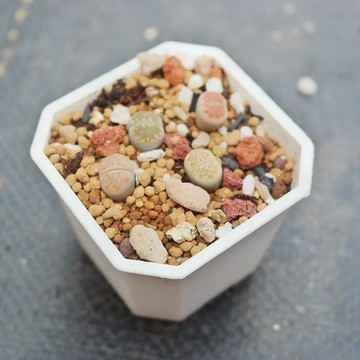 荳荳多肉植物與小雜貨 石頭玉 小 聖誕禮盒推薦 Pinkoi 設計購物網站 Line購物