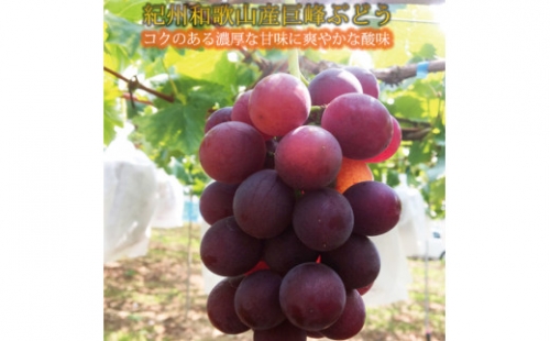 紀州和歌山産巨峰約800g×2セット ※2023年8月上旬頃～8月中旬頃順次発送（お届け日指定不可） ※離島への配送不可