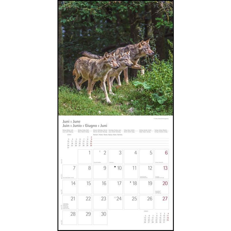 Woelfe Wolves Broschuerenkalender Wandkalender mit herausne