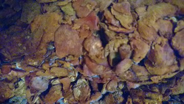 牛樟芝(小) 牛樟菇 子實體 樟芝 樟菇(每兩3500元)