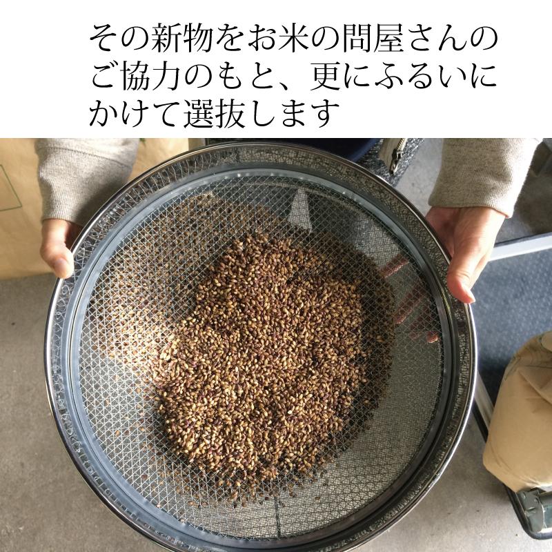 もち麦  お徳用 2kg 業務用 国産 農薬不使用 栄養価最高峰の殻付き紫もち麦品種