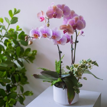 櫻花粉蘭花盆栽 | 榮升 | 開幕送禮 | 居家佈置