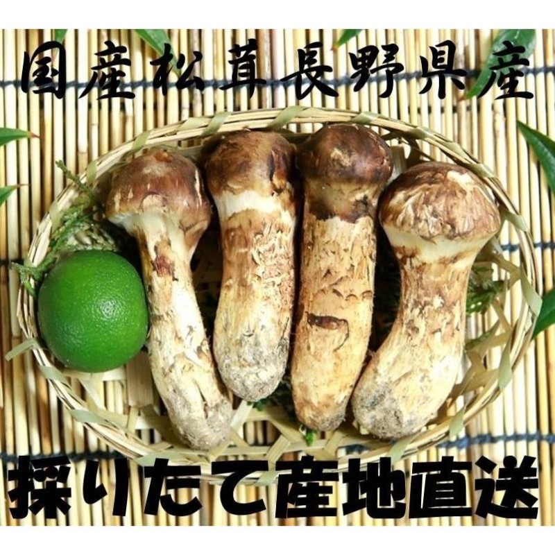 オープニング 大放出セール】 岩手県産天然松茸 良型 1.5キロ 野菜