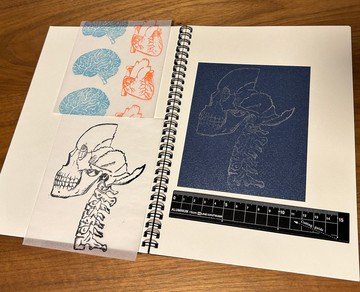 拼貼素材 頭骨、大腦、心臟