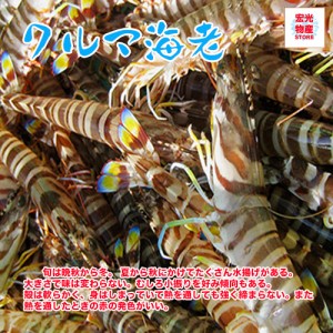 刺身や塩焼きやエビしゃぶなどにしても、美味しい！活クルマエビ 1kg （約60匹入） 海老 えび