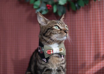 【聖誕限定系列】寵物領巾 貓咪/狗狗 聖誕領巾 - 黑