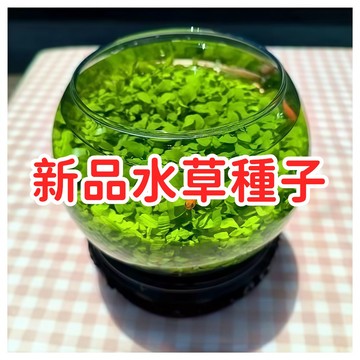 【新品水草種子】魚缸前景草籽 快速成景 免CO2 好養活 水族造景 迷你矮珍珠 牛毛氈 挖耳草 地毯草皮 水草缸
