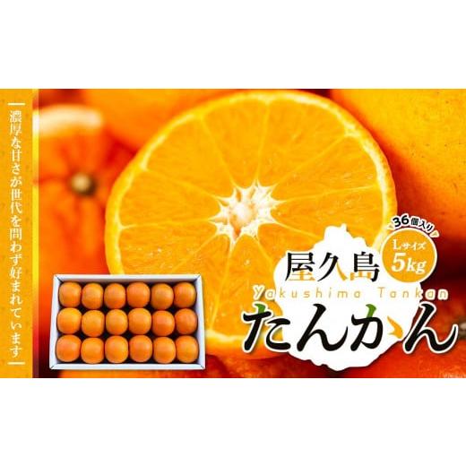 ふるさと納税 鹿児島県 屋久島町 屋久島産たんかん　Lサイズ 5kg（36個入り）＜渡辺農園＞