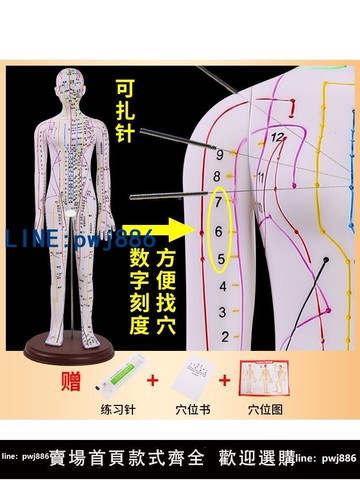 【便宜有好貨】52 62CM彩白色中醫學人體針灸模型教學經絡穴位練習訓練膠皮假人