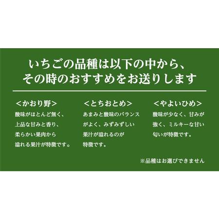 ふるさと納税  完熟 いちご 定期便！ 4パック × 2回 合計 8パック （1P約280g） 国産 いちご イチゴ 苺 かおり野 とちおと.. 茨城県桜川市