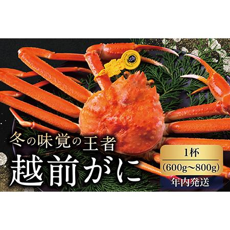 ふるさと納税 越前がに（オス）「ずわいがに」中サイズ（600g〜800g） 1杯 福井県越前市